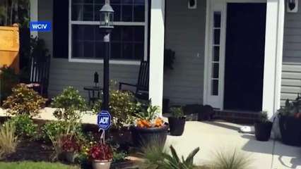 Tranquillement, un alligator sonne à la porte d