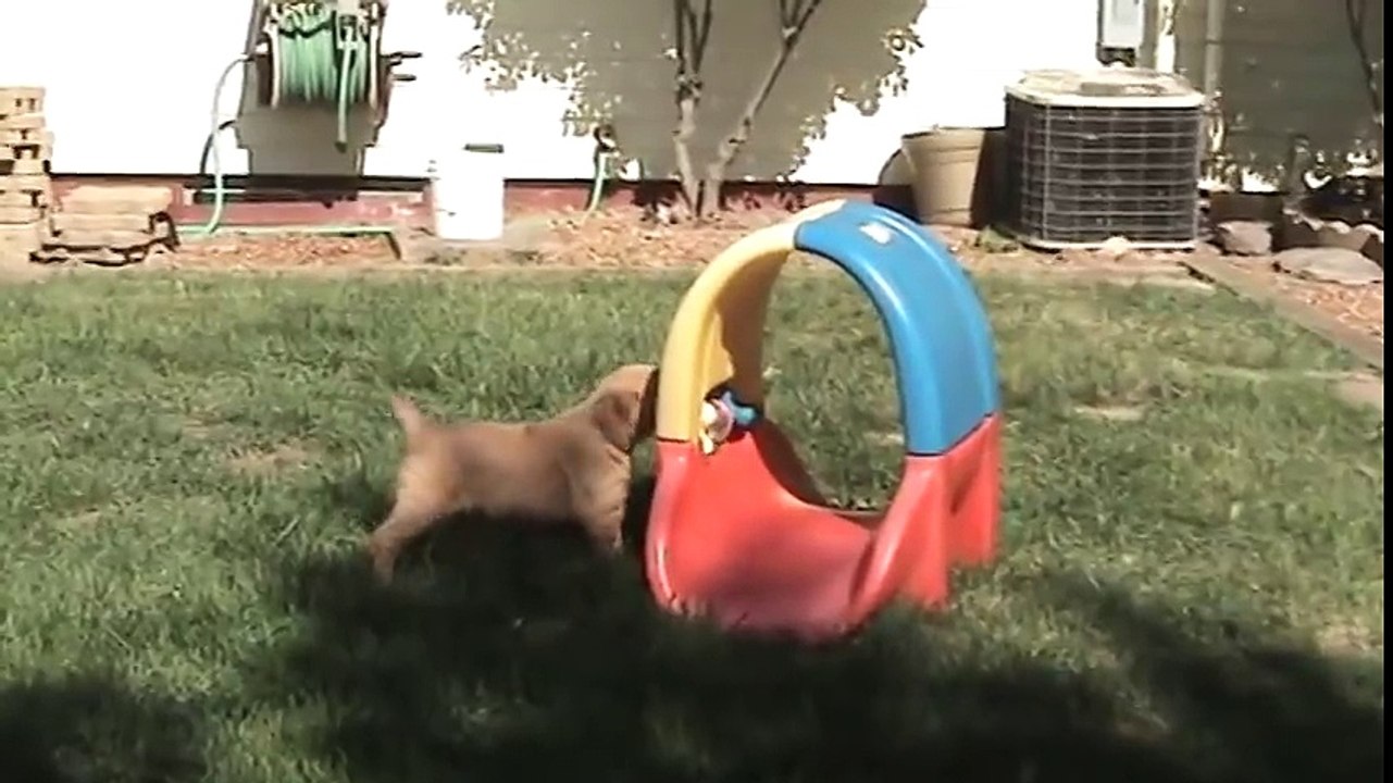 Golden Retriever Puppies Pool Time Two 6 4 09 !