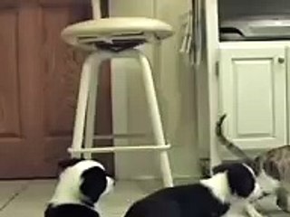 Herding the cat at 6 weeks old !