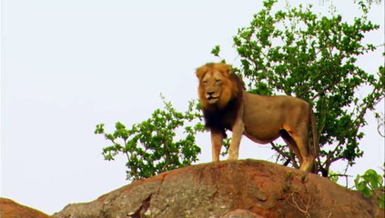 الفيلم الوثائقي الاسد والرجل | مواجهة مباشرة