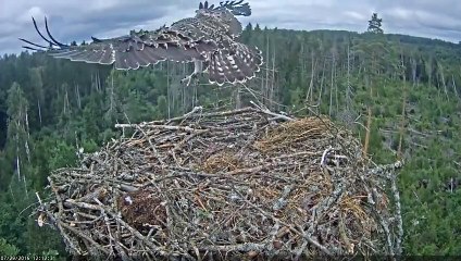 Le premier vol d'un balbuzard pêcheur