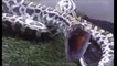 Giant Anaconda - World's Biggest Python Snake Found in Amazon Rainforest - Longest Python Attacks