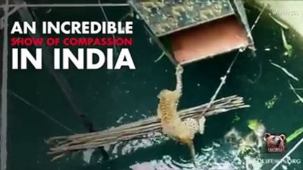 People saw the leopard drowning and they save it