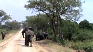 Charged by an Elephant in Uganda