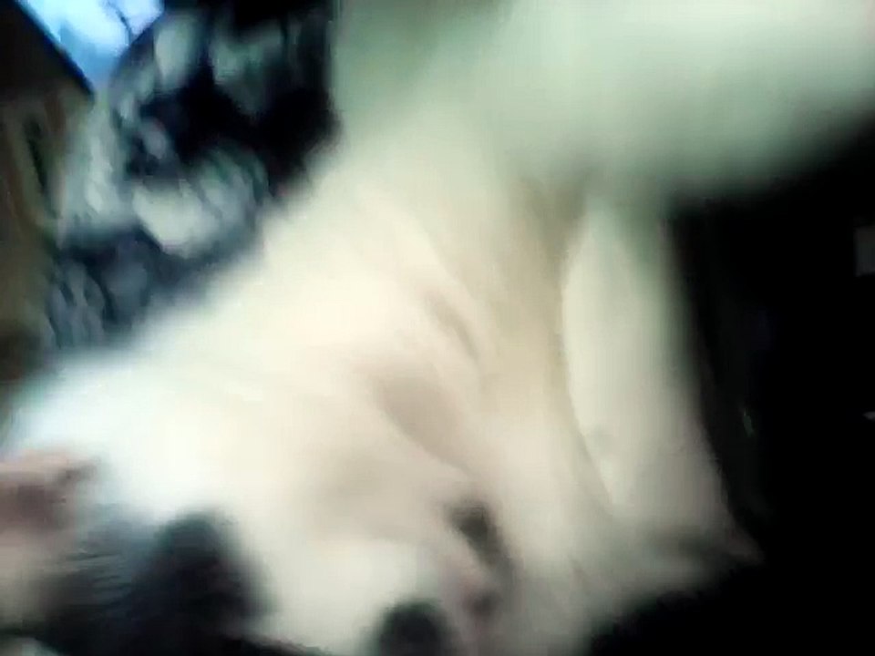 ADOLF HITLER VERSION CHAT