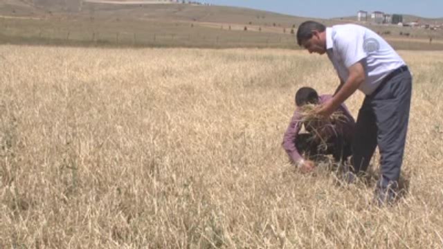 Dolu Yağışı Tarım Arazilerine Zarar Verdi