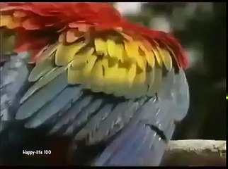 The Zoe Native Tribe Amazonia The Rainforest brazil