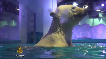 Chinese shopping mall displaying polar bear causes outrage