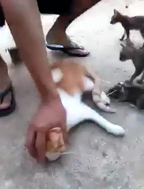 Cat funny video