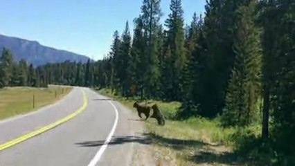 Un ours attaque une vache!