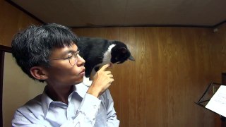 今日のタッキー　tuxedo cat Tacky japan