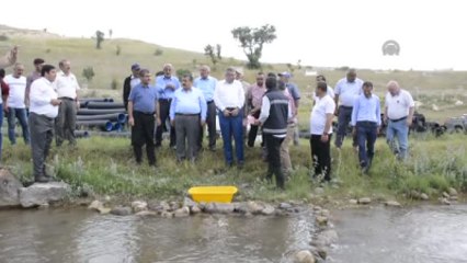 Kelkit Balahor Deresi'ne 20 Bin Alabalık Salındı