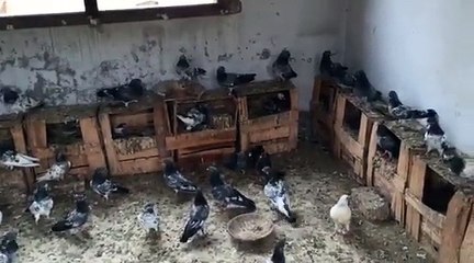 Lahoori pigeon ,Dab wale ,Chaaht Wale kabooter pairs