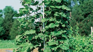 Growing Pole Beans and Bush Beans