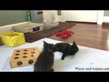 Pair of Playful Kittens Show Each Other Who's Boss