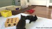 Pair of Playful Kittens Show Each Other Who's Boss