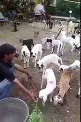 Hahahaha. . . . . Boy taking with little sheep