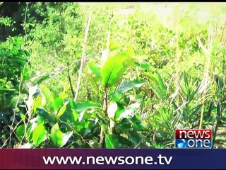 Khula Such,  Urban Forest 7-August-2016