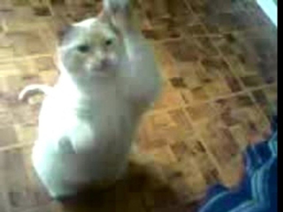 Leo le gros