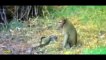 Monkey vs Snake, Big Baboon Kills Deer, Leopard, Crocodile  Most Amazing Wild Animal Attacks #45