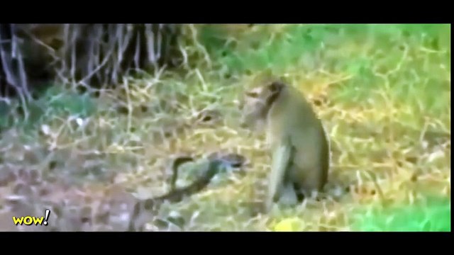 Monkey vs Snake, Big Baboon Kills Deer, Leopard, Crocodile Most Amazing Wild Animal Attacks #45