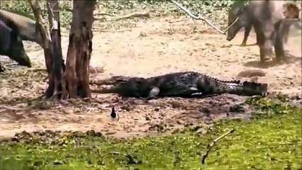 Most Amazing Wild Animal Attacks - Lion vs Hippo vs Crocodile Craziest Animal Fights