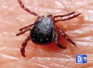 Symptoms of Congo Virus  Congo Virus in Pakistan