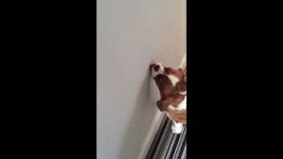 FAIL dog licks wall
