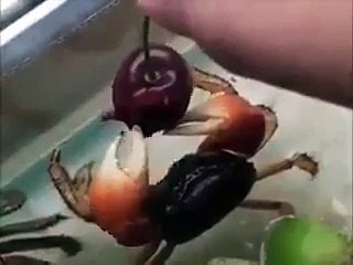 un crabe mange une prune