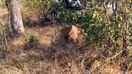 La batalla entre un leopardo y una hiena por una presa
