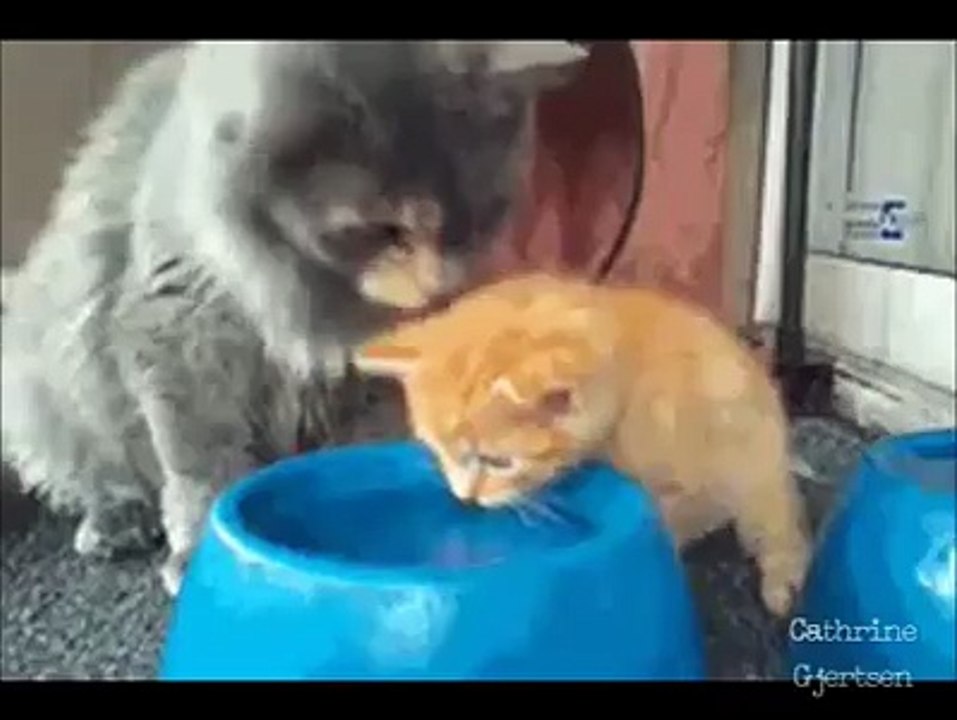 chats magnifiques