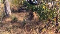 La batalla entre un leopardo y una hiena por una presa