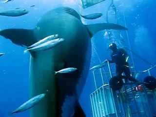 Deep Blue, le plus grand requin blanc du monde