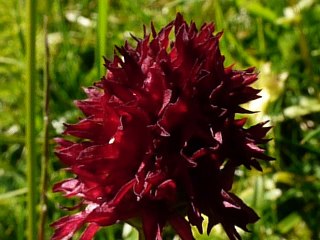 Orchis Nigritelle Noir