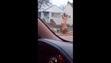 Наша крокодила пибуля выводила. Смешные приколы собаки