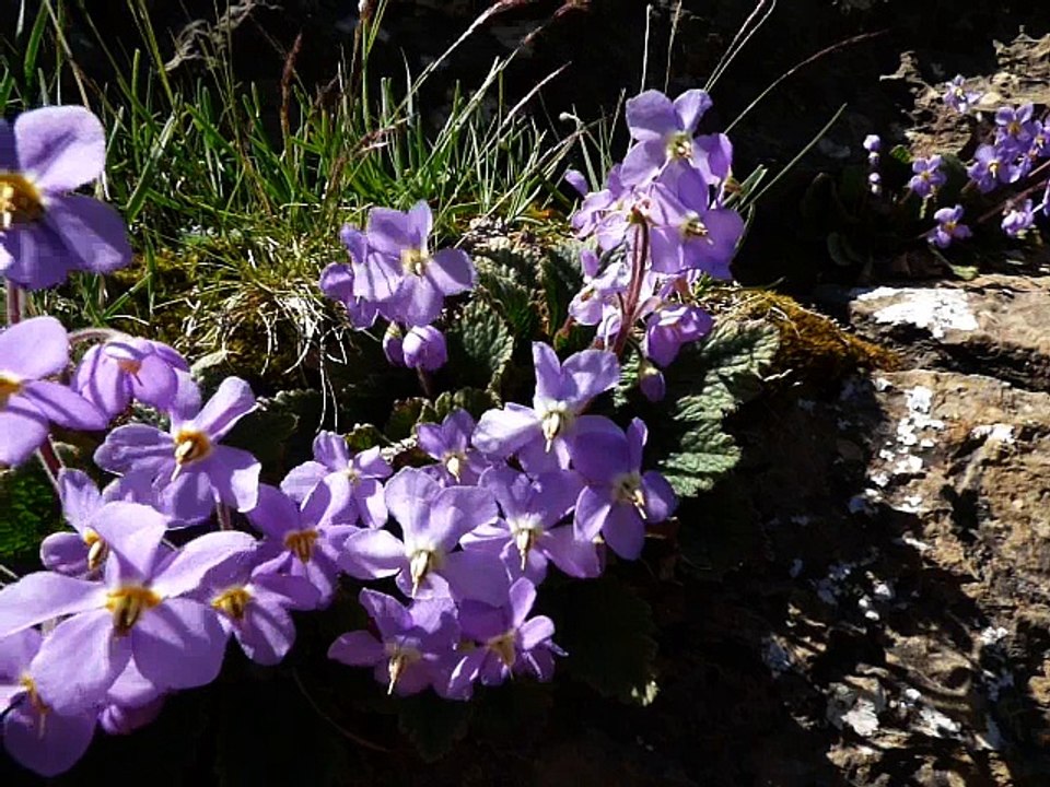 Ramonde des Pyrénées