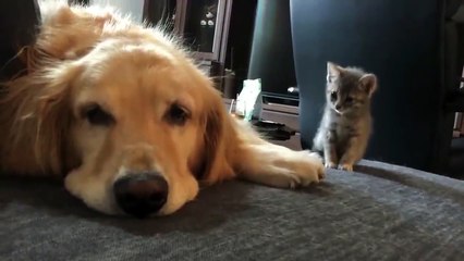 If this doesn't melt your heart, you have no soul