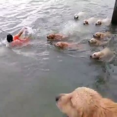 Не утопят так залижут. Смешные приколы собаки