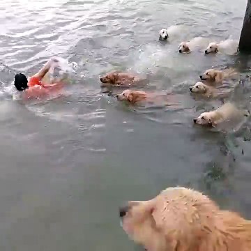 Не утопят так залижут. Смешные приколы собаки