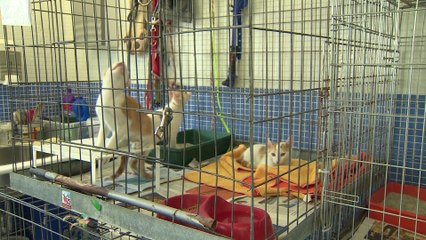 España es el país de Europa que más animales abandona