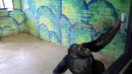 Temizlik maymunu. Her eve lazım