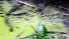 Barefoot in swamp