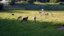 Deer movie, Het Dorp / Heijenoord, Arnhem