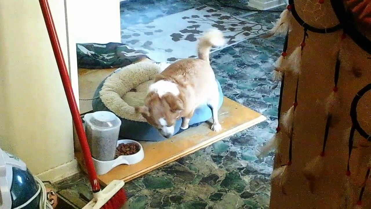 DOG HUMPING BED Part 3