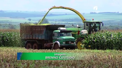 Como Produzir Corretamente Silagem de Milho - 22/01/2014