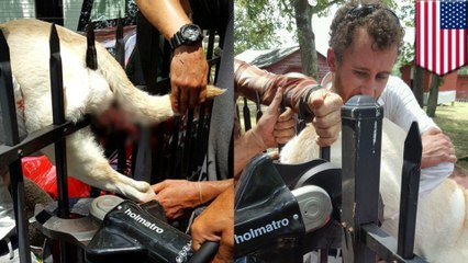 Des pompiers sauvent un chien empalé sur une clôture