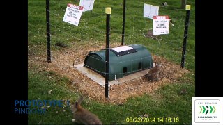 New Zealand Biosecurity Services Rabbit Bait Station Video