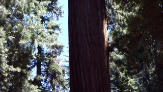 Sequoia National Park.MP4