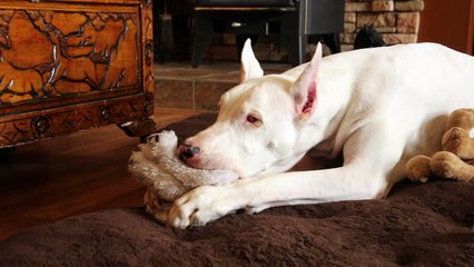 Great Dane sucking on teddy bear