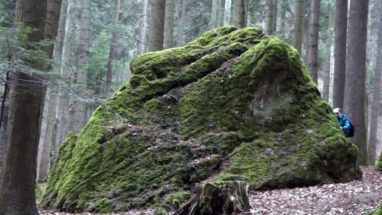 Capul de dinozaur, 23 februarie 2014